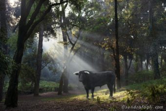 Fantastikworld 2016, romapark bull